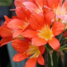 Orange Belgian Hybrid Bush Lily
